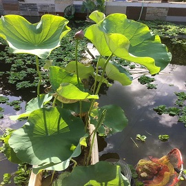 荷花2，魚(yú)塘區(qū)兩張荷花中第一張刪掉，第二張變第一張，這張是第二張.jpg